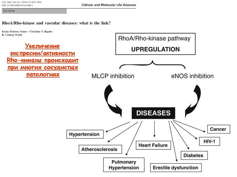 Увеличение экспресии/активности  Rho-киназы происходит при многих сосудистых патологиях